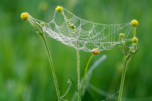 web with drops of dew and a spider on it