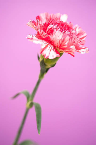 Flower of carnation