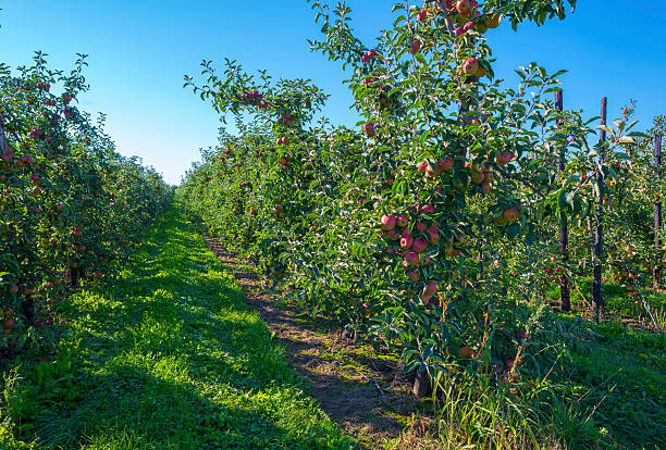 istock Orchard with apple trees in a field in summer 488003258