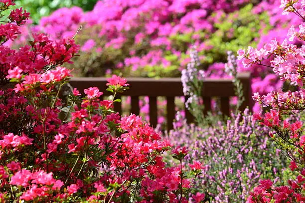 A secret bench hidden deep in a pink flower garden
