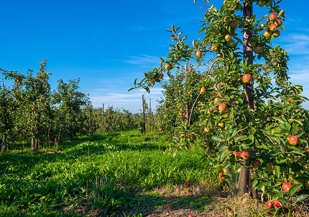 istock Orchard with apple trees in a field in summer 488003364