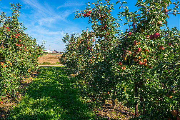 istock Orchard with apple trees in a field in summer 488003520