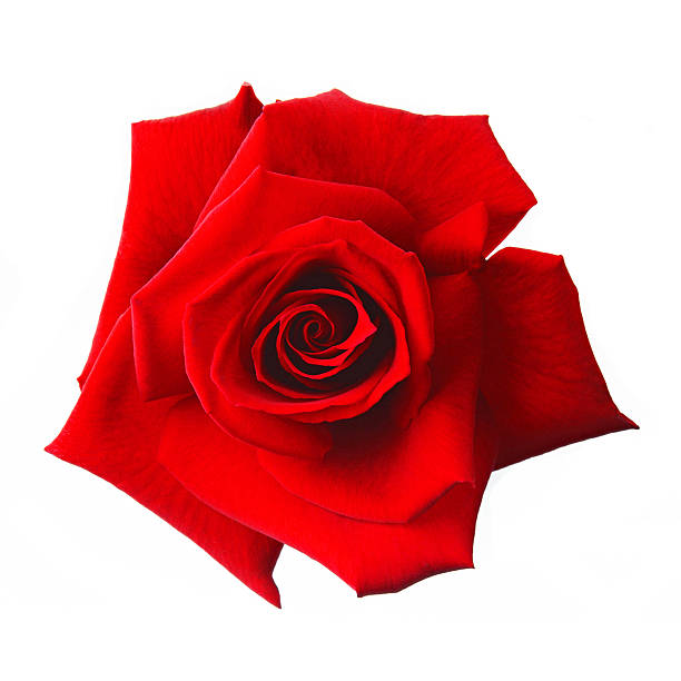 istock sweet flower on white isolated 488003652