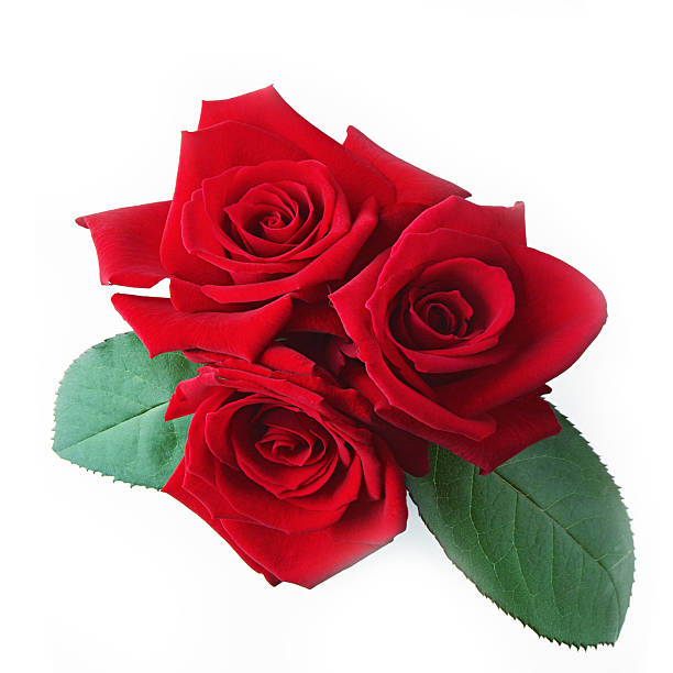 istock sweet flower on white isolated 488003790