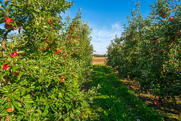 istock Orchard with apple trees in a field in summer 488004062