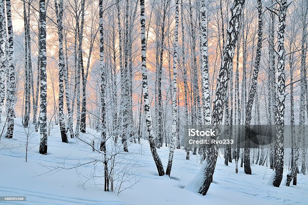 Coucher de soleil dans la forêt de bouleaux d'hiver - Photo de Bouleau libre de droits