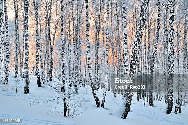 Winter Sunset In Birch Forest Stock Photo - Download Image Now - Birch Tree, Forest, Snow