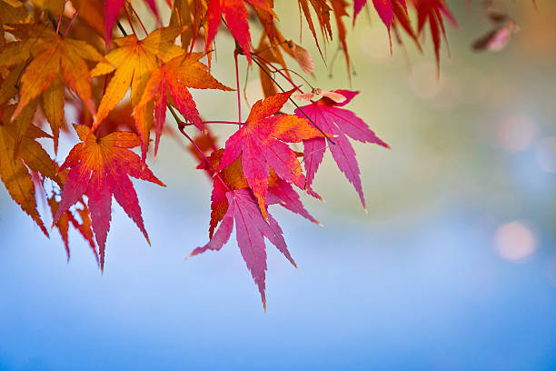 istock Japanese maple leaves in autumn 488004693