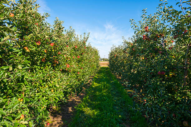istock Orchard with apple trees in a field in summer 488004808