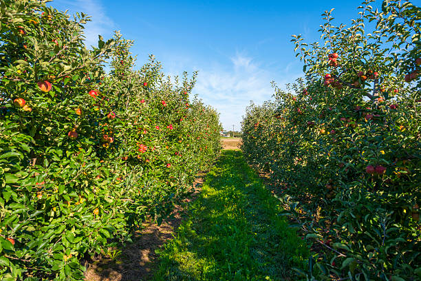 istock Orchard with apple trees in a field in summer 488004890