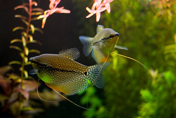 gourami pérola - freshwater pearl imagens e fotografias de stock