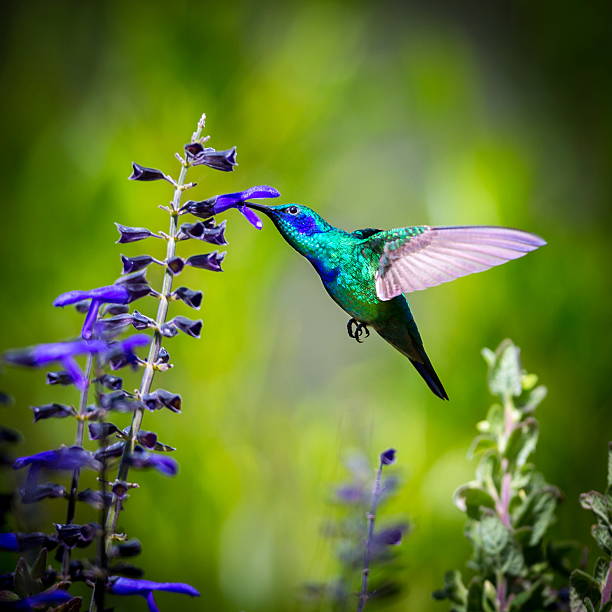 istock Green Violet Eared Hummingbird. 488005218