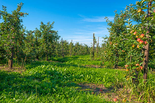 istock Orchard with apple trees in a field in summer 488005508