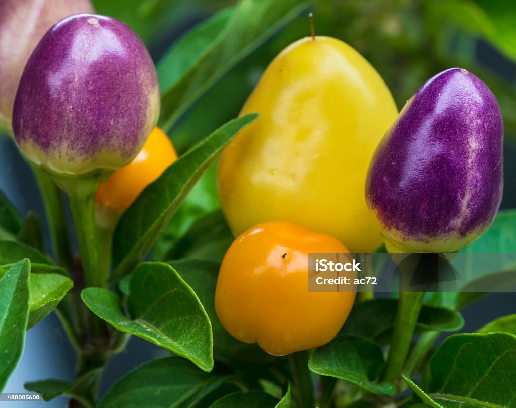 Colored chilies Chili of various colors grown in pots 2015 Stock Photo