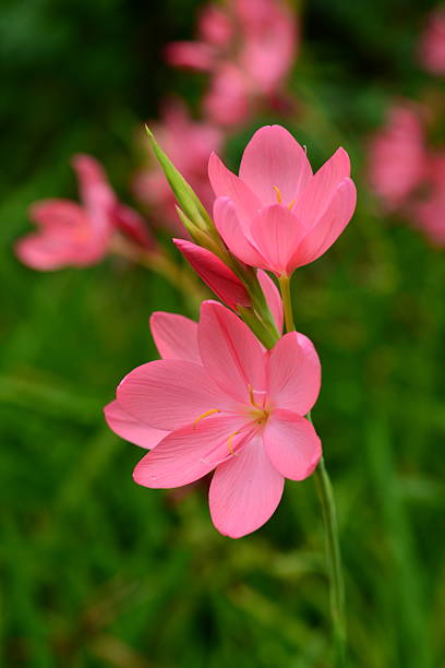 Macro image of a garden blooming pink small flowers.