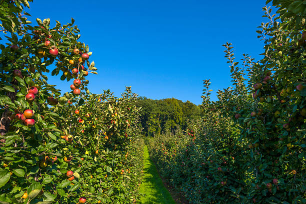 istock Orchard with apple trees in a field in summer 488005988