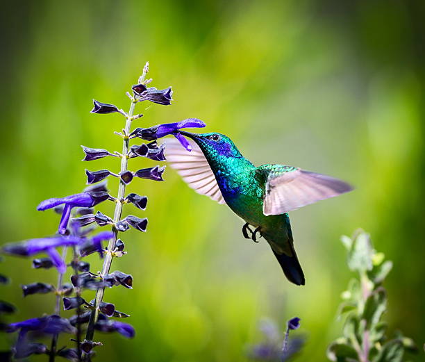 istock Green Violet Eared Hummingbird. 488006640