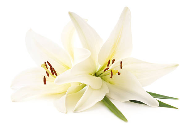 White lilies. Large white lilies isolated on a white background. inflorescence photos stock pictures, royalty-free photos & images