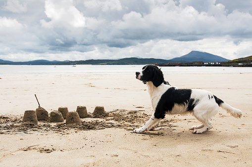 Spaniel dog playing on Donegal, Ireland beach