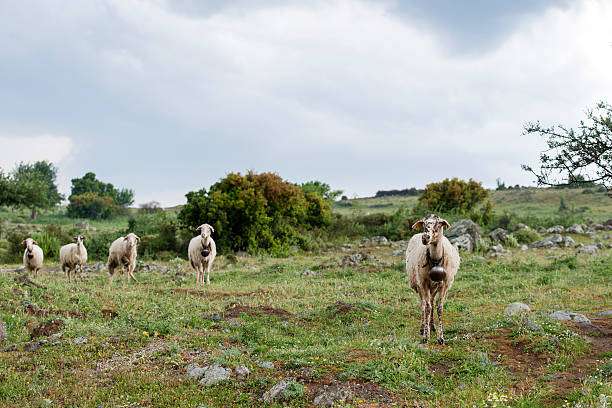 rebaño mentalidad - ostracized fotografías e imágenes de stock