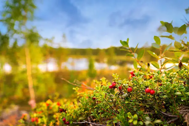 Photo of lingonberries