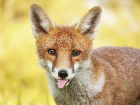 Beautiful humourous close up of Red Fox with it's tongue out looking directly at camera ,