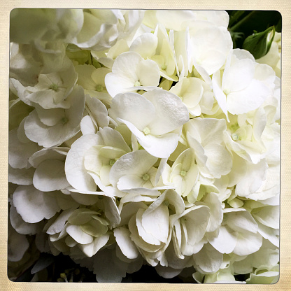 White Hydrangea flower petals.