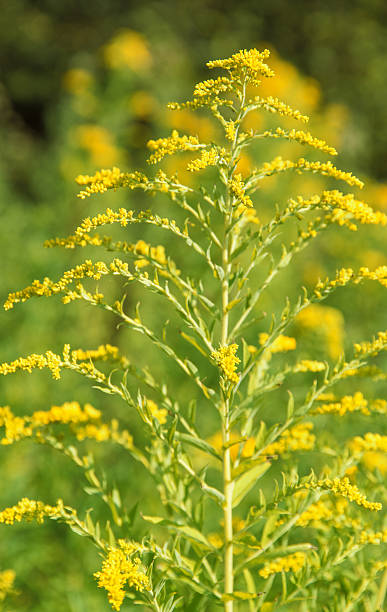 istock Canadian goldenrod 488013292