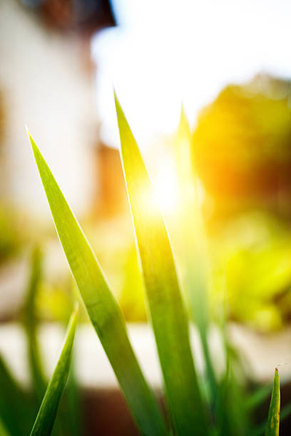 brin d'herbe au coucher du soleil - blade of grass flash photos et images de collection