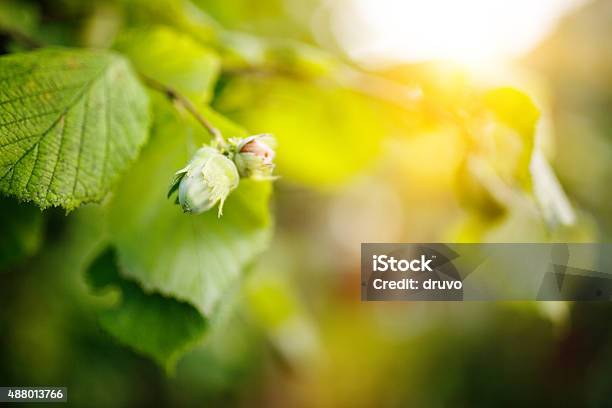 Hazelnut Stock Photo - Download Image Now - Hazel Tree, Hazelnut, Tree