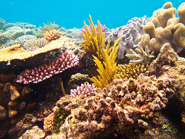istock View underwater shot of the coral reef 488014222