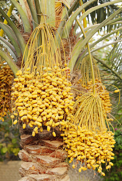 istock yellow clusters of Kimri & khalal dates 488014782