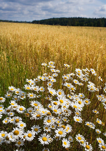 istock field of daisy flowers 488014882