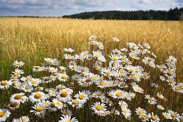 istock field of daisy flowers 488014934