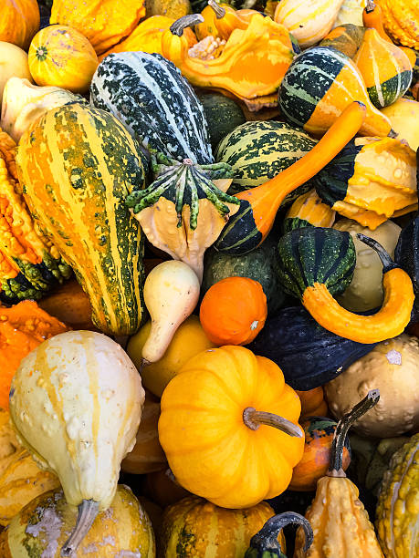 istock Variety of colorful gourds 488015054