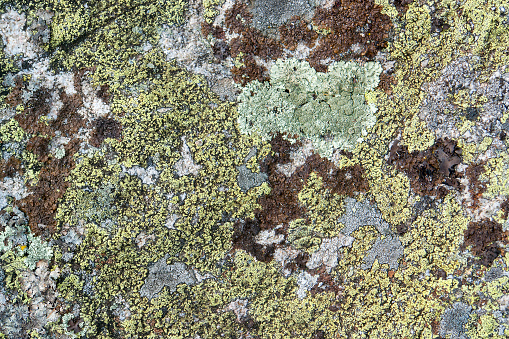 full frame abstract lichen background