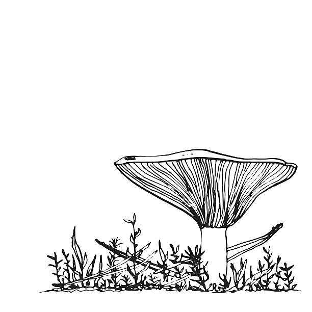 ink drawing musroom and grass mushroom at grass, ink pen drawing, vintage style botanical illustration,  monochrome black line drawing floral composition little grebe (tachybaptus ruficollis) stock illustrations