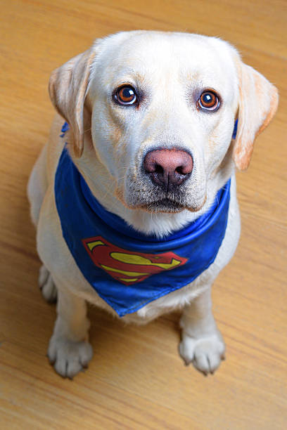 labrador superdog - superman imagens e fotografias de stock