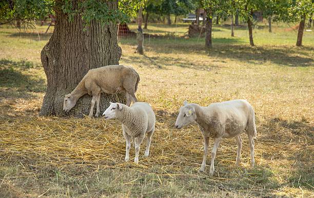 pecore in ombra - jumbuck foto e immagini stock