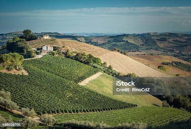 Photo libre de droit de Paysage Ditalie Vignette banque d'images et plus d'images libres de droit de Marches - Italie - Marches - Italie, Ombrie, Vignoble