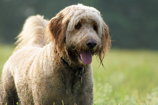 istock Goldendoodle Dog Enjoying a Walk 488027327