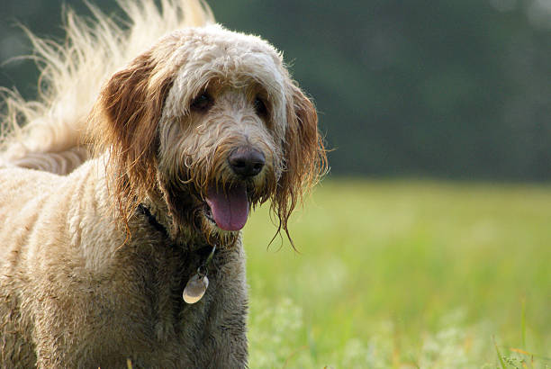 istock Goldendoodle Enjoying a Walk on a Sunny Day. 488027615