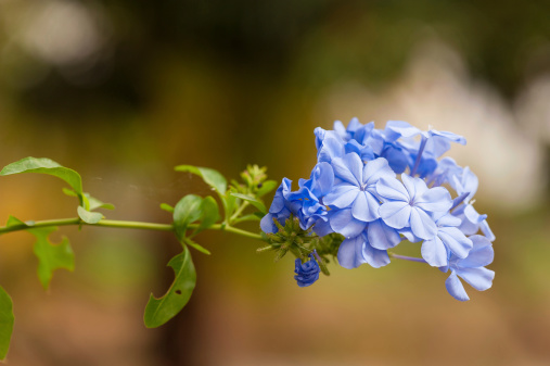 Plumbago auriculata Lam. , widely known as Plumbago Capensis. Other common names: Cape Plumbago, Cape Leadwort, and Blue Plumbago. Tropical, evergreen, flowering shrub.Close-up scene of tridax procumbens.