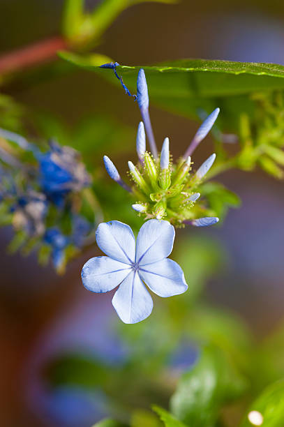 Mexican daisy – zdjęcie