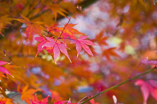 istock Japanese maple leaves in autumn 488028261