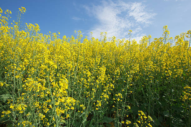 de colza.  colza - fossil fuel biology oilseed rape agriculture fotografías e imágenes de stock