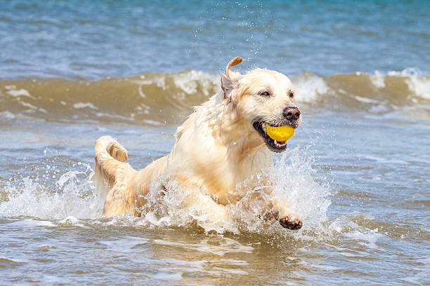 golden retriever na plaży - powerfull zdjęcia i obrazy z banku zdjęć