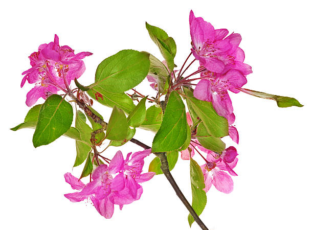 istock pink apple blossoming isolated branch 488031123