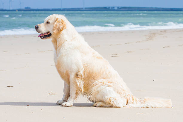 istock Golden Retriever at the beach 488031391