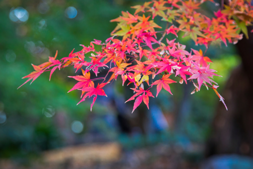Japanese maple leaves in autumn, isolated with selective focus